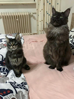 Angelo und Mogli(Denver)