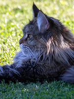 Cecil 6 Jahre Profil