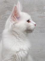 Ice Queen 16 Wochen Profil