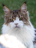 Rocky 1 Jahr 6 Monate