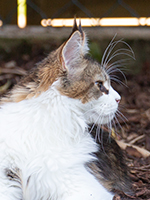 Rocky 7 Monate Profil