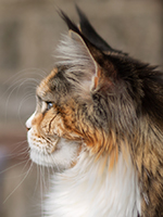 Violetta 2 Jahre 3 Monate Profil