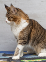 Woody 10 Monate Profil